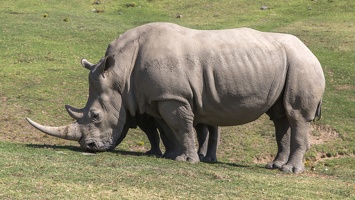 408-9614 Safari Park - Rhino