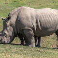 408-9614 Safari Park - Rhino