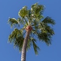 409-2369 San Juan Capistrano - Mission - California Palm.jpg