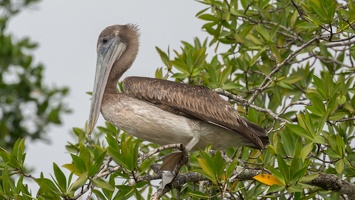 410-4322 Costa Rica - Pelican