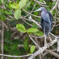 410-4915 Costa Rica - Heron