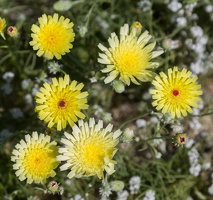 409-6597 Anza-Borrego - Wildflowers