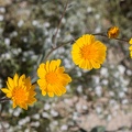 409-6932 Anza-Borrego - Wildflowers.jpg