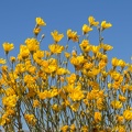 411-1053 Anza Borrego - Desert Sunflowers.jpg