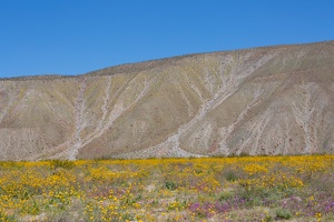 411-1118 Anza Borrego - Desert Sunflowers, Mountain