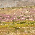 411-1264 Anza Borrego - Purple Verbena.jpg