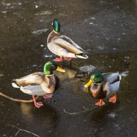409-3528 Ducks on Ice