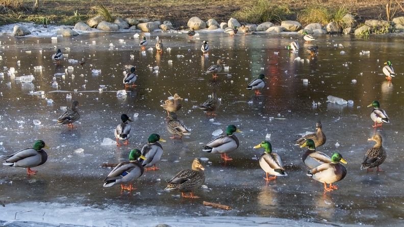 409-3641 Ducks on Ice.jpg