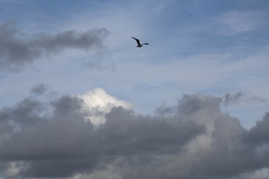 413-4260 Dana Point Harbor Bird in Sky