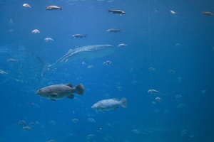 308-3043-FLLW-Georgia-Aquarium-Ocean-Voyage-Fish.jpg