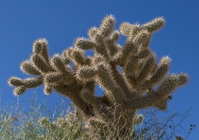 411-0500 Anza Borrego - Cactus