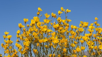 411-1053 Anza Borrego - Desert Sunflowers