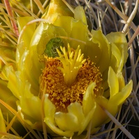 411-1579 Anza Borrego - Cactus Flower and Lodger
