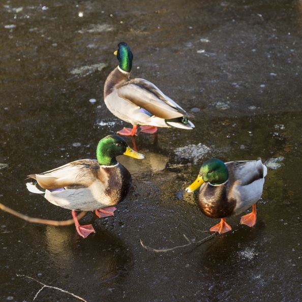 409-3528 Ducks on Ice.jpg