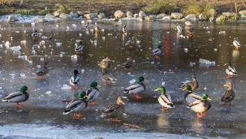 409-3641 Ducks on Ice