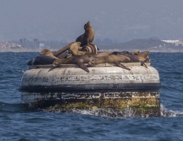 205-1589 San Diego Sailing - Sea Lions