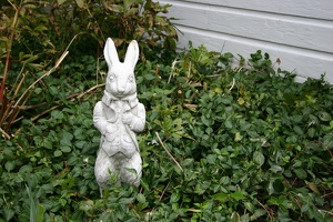 100_0018_Mr_Rabbit.jpg
