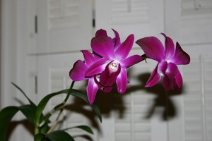 100_0032_Orchid.jpg