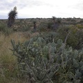 306_8015_NM_Carlsbad_Yucca_Cactus.jpg