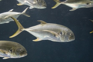 308-2868-FLLW-Georgia-Aquarium-Fish.jpg