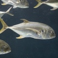 308-2868-FLLW-Georgia-Aquarium-Fish.jpg