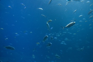 308-2881-FLLW-Georgia-Aquarium-Ocean-Voyage-Fish.jpg