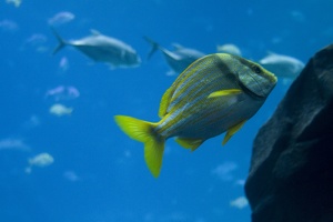 308-2891-FLLW-Georgia-Aquarium-Ocean-Voyage-Fish.jpg
