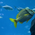 308-2891-FLLW-Georgia-Aquarium-Ocean-Voyage-Fish.jpg