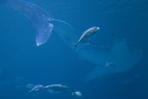 308-2899-FLLW-Georgia-Aquarium-Ocean-Voyage-Fish.jpg