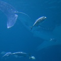 308_2899_FLLW_Georgia_Aquarium_Ocean_Voyage_Fish.jpg