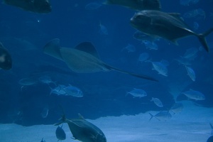 308-2916-FLLW-Georgia-Aquarium-Ocean-Voyage-Fish.jpg