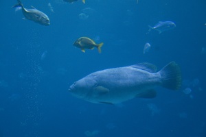 308-2926-FLLW-Georgia-Aquarium-Ocean-Voyage-Fish.jpg