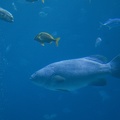 308-2926-FLLW-Georgia-Aquarium-Ocean-Voyage-Fish.jpg