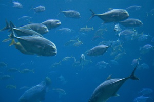 308-2934-FLLW-Georgia-Aquarium-Ocean-Voyage-Fish.jpg