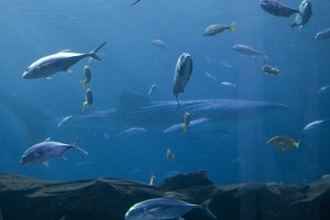308-2945-FLLW-Georgia-Aquarium-Ocean-Voyage-Fish.jpg