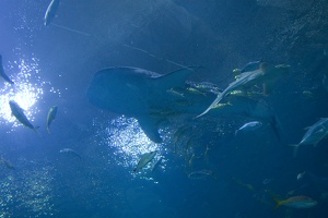 308-2957-FLLW-Georgia-Aquarium-Ocean-Voyage-Fish.jpg