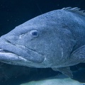 308-3003-FLLW-Georgia-Aquarium-Ocean-Voyage-Fish.jpg