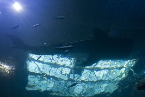 308-3011-FLLW-Georgia-Aquarium-Ocean-Voyage-Fish.jpg