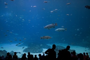 308-3040-FLLW-Georgia-Aquarium-Ocean-Voyage-Fish-and-People.jpg