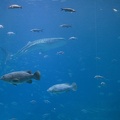 308-3043-FLLW-Georgia-Aquarium-Ocean-Voyage-Fish.jpg
