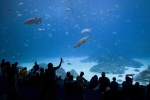 308-3047-FLLW-Georgia-Aquarium-Ocean-Voyage-Fish-and-People.jpg
