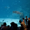 308-3049-FLLW-Georgia-Aquarium-Ocean-Voyage-Fish-and-People.jpg