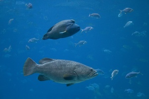 308-3058-FLLW-Georgia-Aquarium-Ocean-Voyage-Fish.jpg