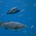 308-3058-FLLW-Georgia-Aquarium-Ocean-Voyage-Fish.jpg