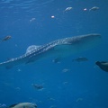 308-3069-FLLW-Georgia-Aquarium-Ocean-Voyage-Fish.jpg