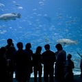 308-3077-FLLW-Georgia-Aquarium-Ocean-Voyage-Fish-and-People.jpg