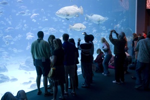 308-3082-FLLW-Georgia-Aquarium-Ocean-Voyage-Fish-and-People.jpg