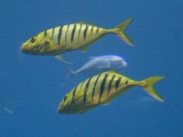 308-3088-FLLW-Georgia-Aquarium-Ocean-Voyage-Fish.jpg