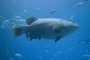 308-3093-FLLW-Georgia-Aquarium-Ocean-Voyage-Fish.jpg