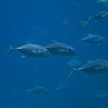 308-3094-FLLW-Georgia-Aquarium-Ocean-Voyage-Fish.jpg